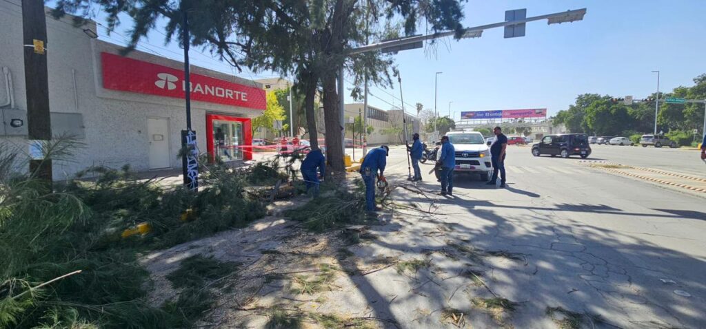 Atiende Protección Civil diversos incidentes como arboles caídos, lonas y 2 espectaculares