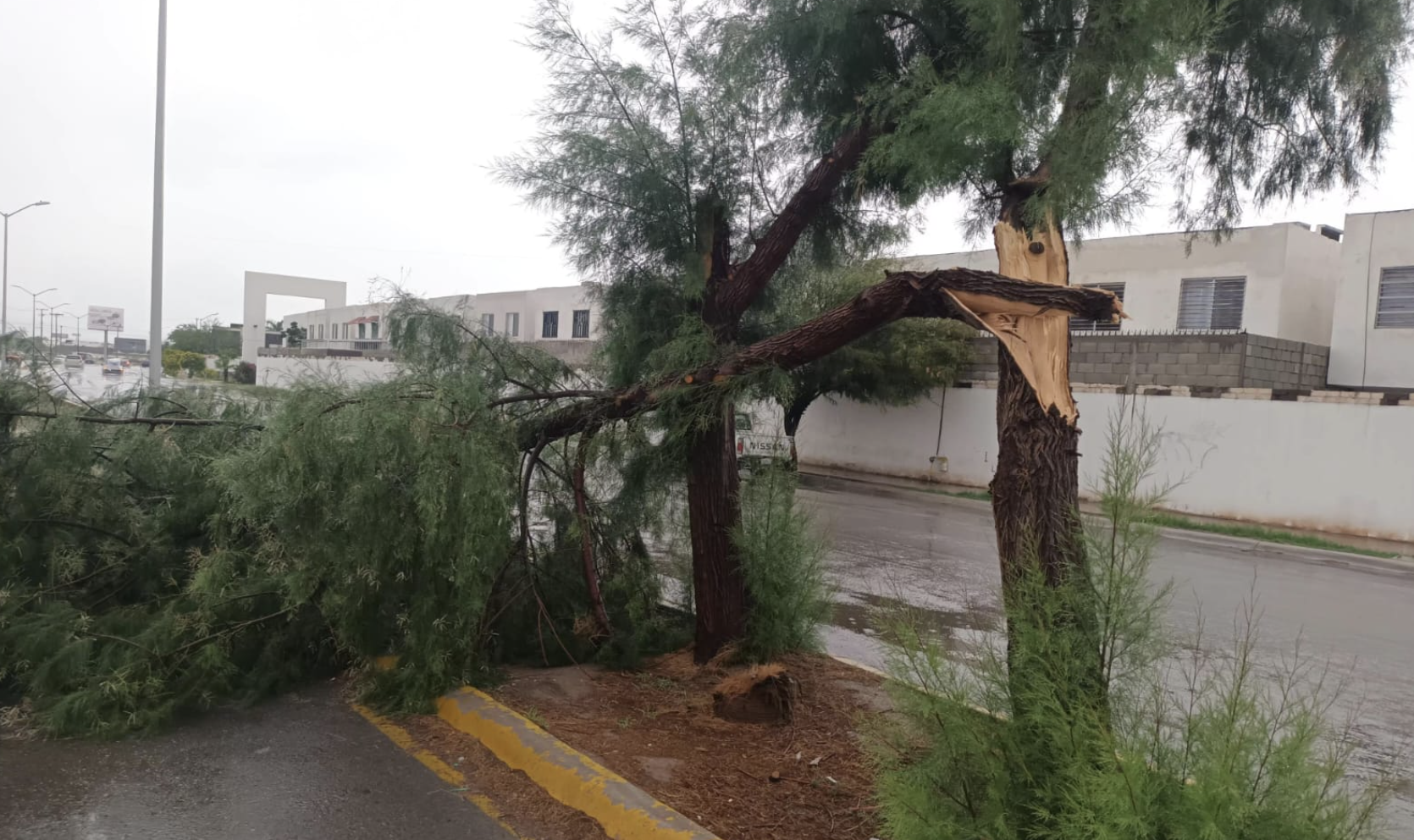 Dependencias municipales atienden reportes por viento y lluvia; suman 8 árboles caídos