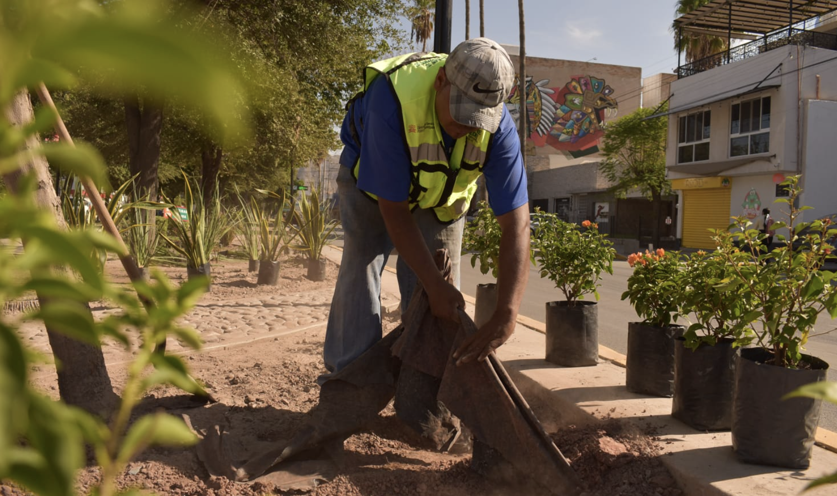 Mejoran el aspecto de la calzada Colón con trabajos de limpieza y reforestación